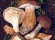 Fruits of the Forest: Mushroom Hunting Season
