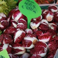 Lollo Rosso Biondo Chicory Radicchio