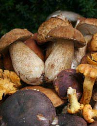 Autumn Mushrooms Ravioli Chicory