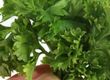 Parsley and Sage in Italian Cooking