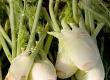 Fennel in Italian Cooking