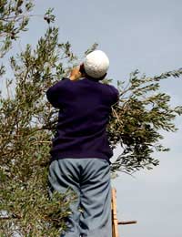 Olive Oil Oil Methods Picking Leaves