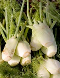 Fennel In Italian Cooking