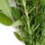 Rosemary and Thyme Italian Style